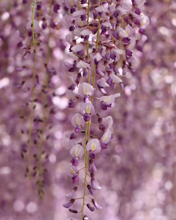 Nhật Bản: Ngắm cây hoa tử đằng 300 tuổi tán rộng 1.700 m2
