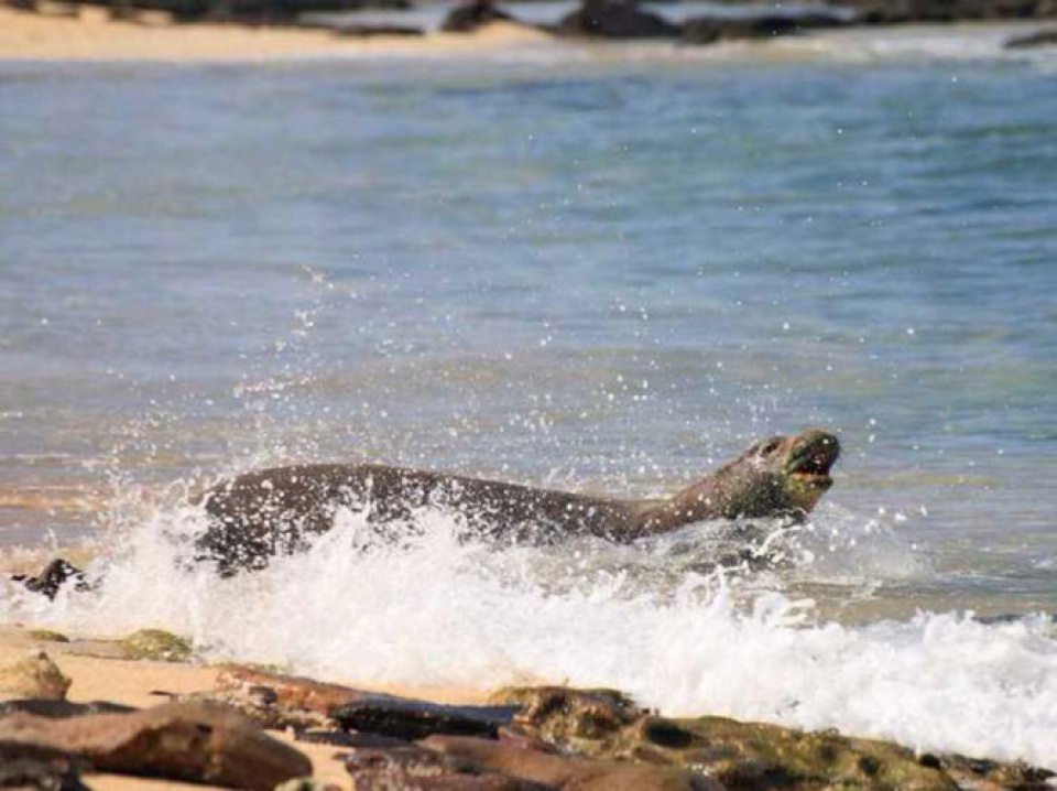 ly do khien hawaii tro thanh diem den du lich cua tat ca moi nguoi