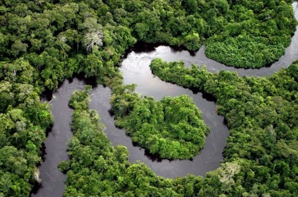 peru canh bao rung nhiet doi amazon bi tan pha voi toc do nhanh