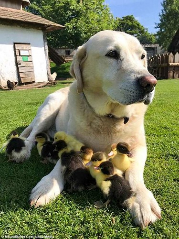 cha cho sieu de thuong che cho ca dan vit