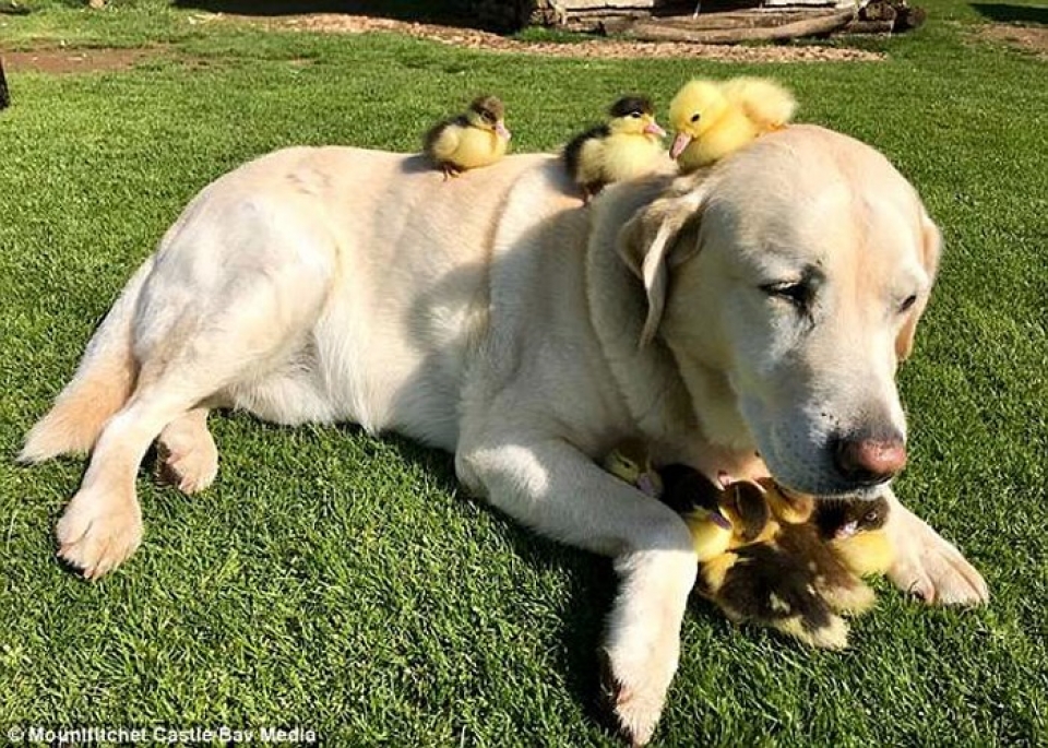 cha cho sieu de thuong che cho ca dan vit