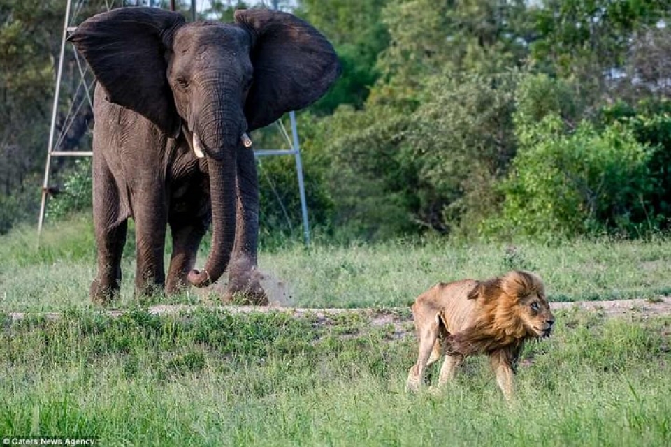 giay phut cuoi doi cua chu su tu nam phi kiet suc vi doi