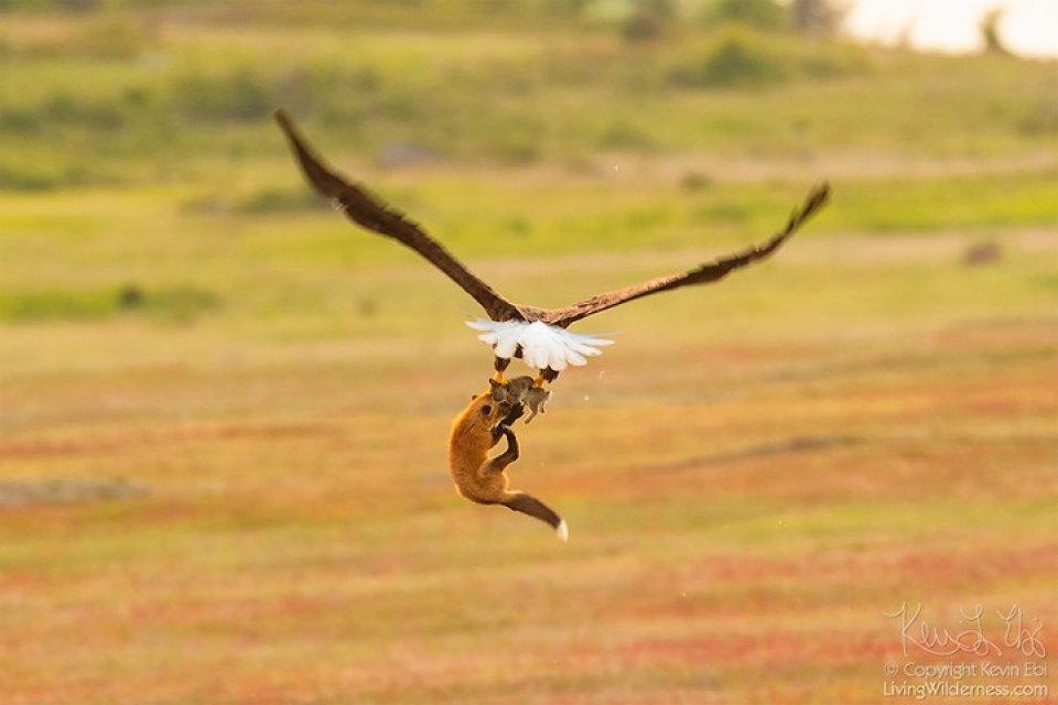 cuoc chien quyet liet gianh con moi giua dai bang va cao