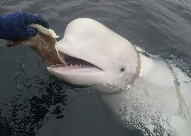 ca voi trang bi nghi la gian diep cua nga duoc phat hien o na uy