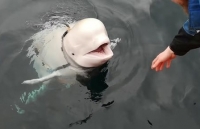 nga de nghi interpol cung cap dia chi diep vien smolenkov o my