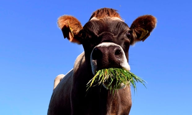 new zealand dat muc tieu xay dung nen kinh te khong khi thai