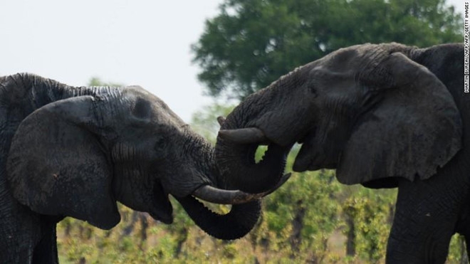 zimbabwe ho t ba c tu ban voi cho trung quoc dubai