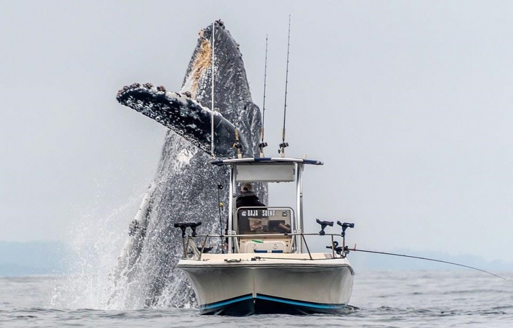 khoanh khac ky thu ca voi lung gu nang hon 20 tan phi len mat nuoc