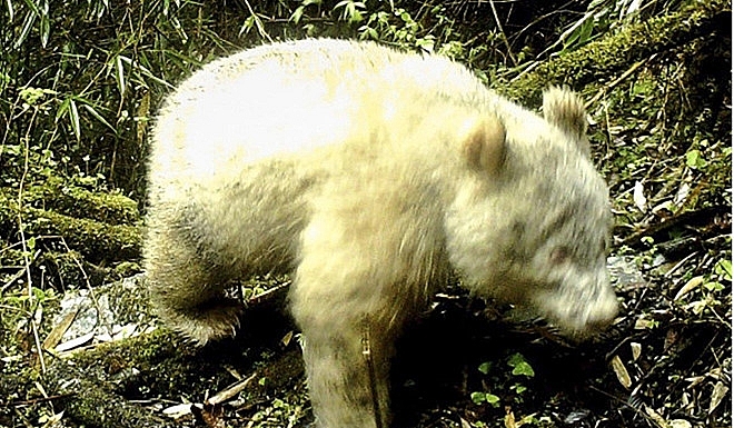 trung quoc ti m tha y gau truc bach tang hoang da dau tien tren the gioi