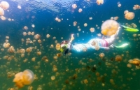 Bí ẩn hồ nước duy nhất trên thế giới chứa hàng triệu con sứa biển vàng