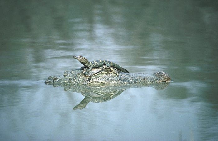 nhung khoanh khac dep ve tinh mau tu trong the gioi dong vat