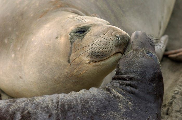 nhung khoanh khac dep ve tinh mau tu trong the gioi dong vat