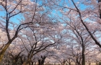 Nhật Bản: Choáng ngợp cảnh sắc hoa anh đào khoe sắc tuyệt đẹp như cổ tích