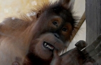 Dịch Covid-19: Nhớ du khách, đười ươi ở sở thú... phát khóc