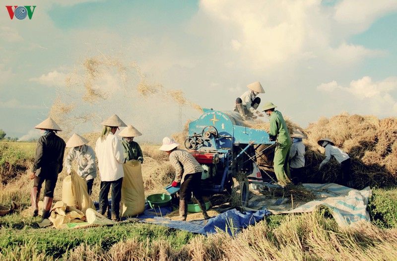 Đẹp ngỡ ngàng 'Mùa vàng' trên cánh đồng Mường Thanh dep ngo ngang mua vang tren canh dong muong thanh