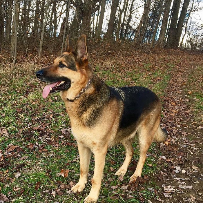 tinh ban tuyet voi giua chu cho chan cuu duc va chu huou bi bo roi