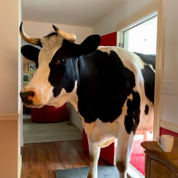 tinh ban tuyet voi giua chu cho chan cuu duc va chu huou bi bo roi