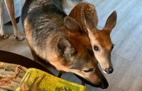 Tình bạn tuyệt vời giữa chú chó chăn cừu Đức và chú hươu bị bỏ rơi