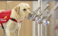 Anh huấn luyện chó để đánh hơi được người mắc bệnh Covid-19