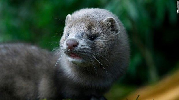 ha lan cam van chuyen chon sau khi mot so nguoi nuoi mac covid 19