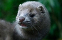 Hà Lan cấm vận chuyển chồn sau khi một số người nuôi mắc Covid-19