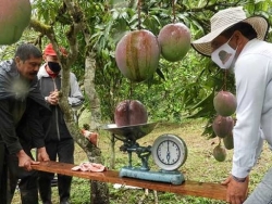 Vợ chồng nông dân thu trái xoài nặng 4,25kg lập kỷ lục Guiness