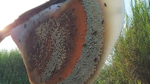 Đến rừng U Minh Hạ săn tổ ong siêu to