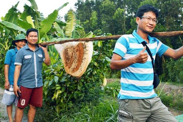 Đến rừng U Minh Hạ săn tổ ong siêu to