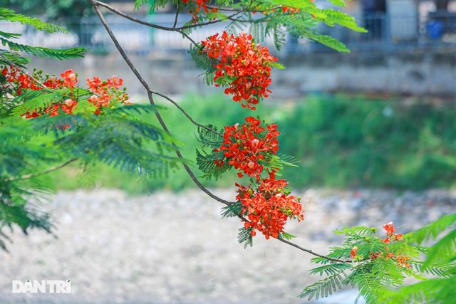Cứ mỗi độ tháng 5 về, đi trên nhiều con đường, góc phố của Hà Nội lại dễ dàng bắt gặp màu đỏ rực của hoa phượng nở. Đây cũng là khoảnh khắc báo hiệu mùa hè đã về.