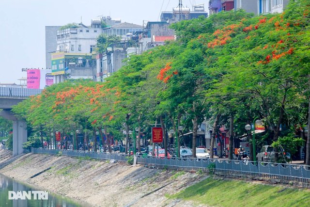 Hoa phượng rực rỡ sắc đỏ to điểm phố phường Hà Nội