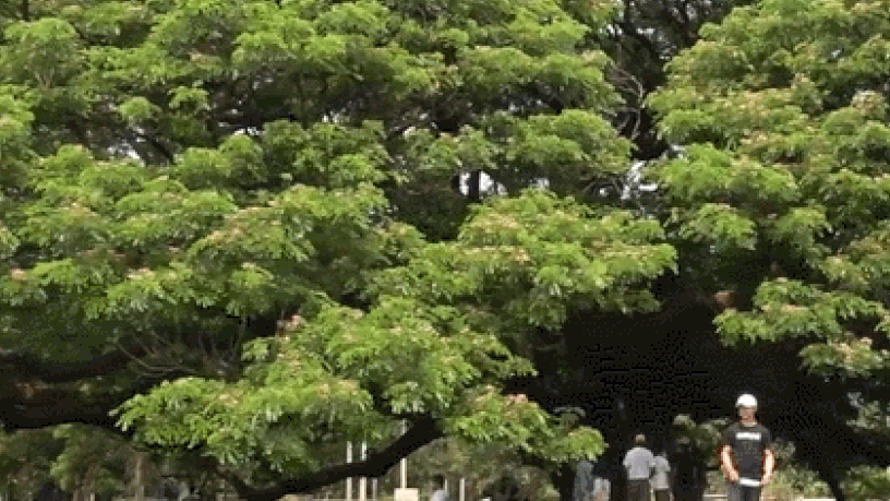 Choáng ngợp với cây cổ thụ khổng lồ hơn 100 tuổi, tán lá rộng 1.600 m²