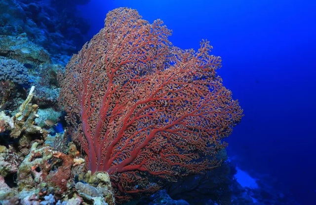 Những rạn san hô đầy màu sắc như vườn hoa dưới đáy đại dương
