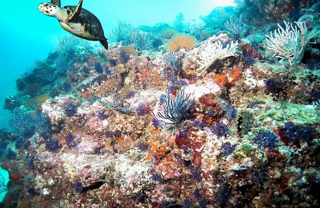 Những rạn san hô đầy màu sắc như vườn hoa dưới đáy đại dương