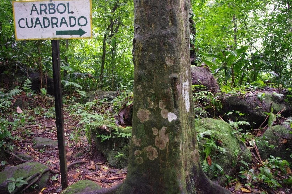 Panama: Thung lũng cây thân vuông hấp dẫn khách du lịch và giới khoa học