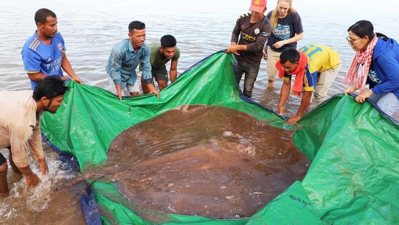 Campuchia: Giải trí cá đuối khổng lồ dài 4m nặng 180kg