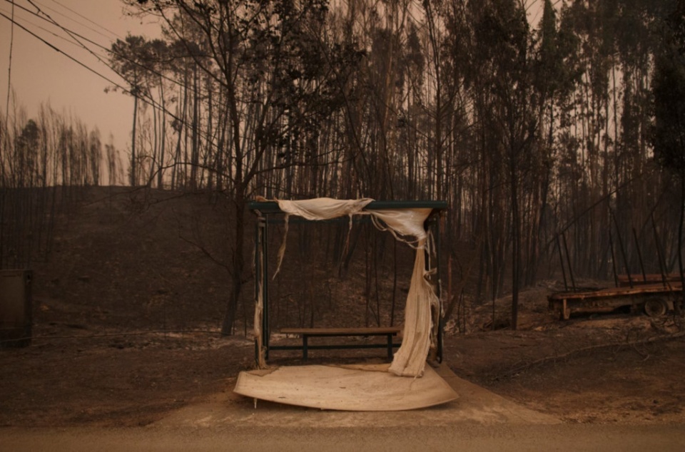 suc tan pha cua ngon lua huy diet o bo dao nha