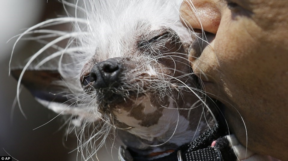 ngan ngam voi ve ngoai cua nhung chu cho xau nhat the gioi