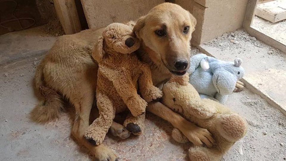 yeu nhau nhu cho voi meo la co that