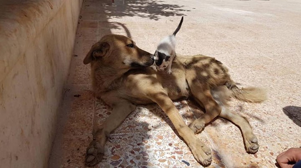 yeu nhau nhu cho voi meo la co that