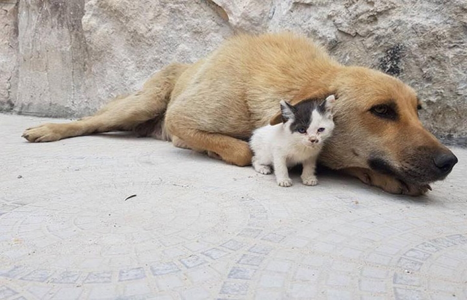 yeu nhau nhu cho voi meo la co that