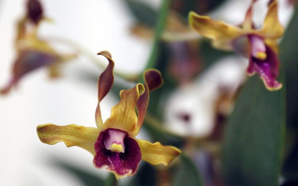 bo suu tap hoa lan mang ten cac lanh dao the gioi cua singapore