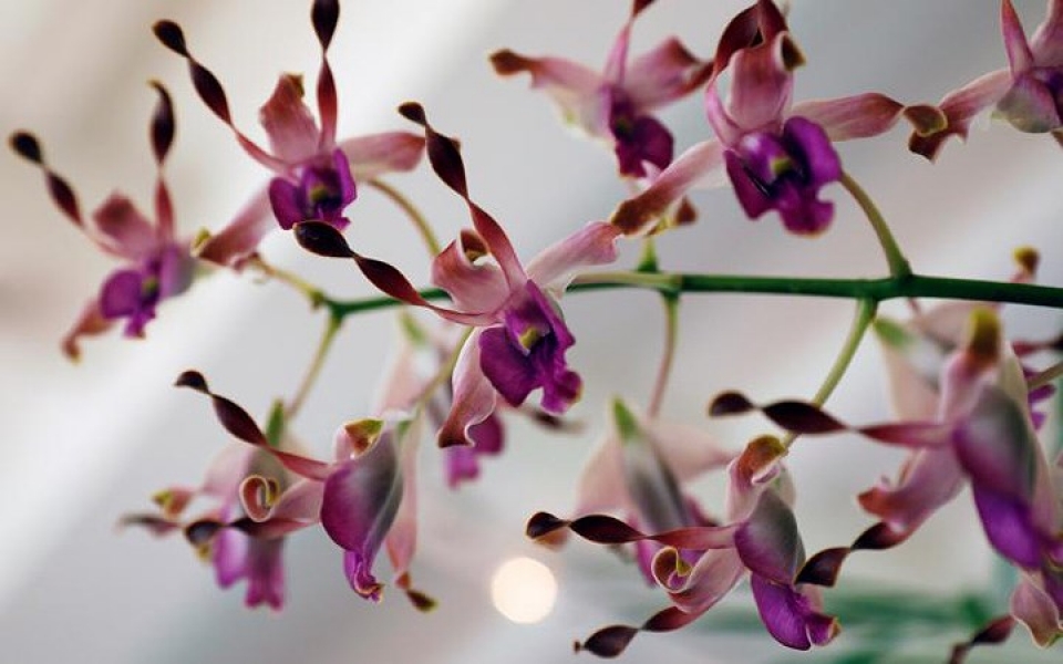 bo suu tap hoa lan mang ten cac lanh dao the gioi cua singapore