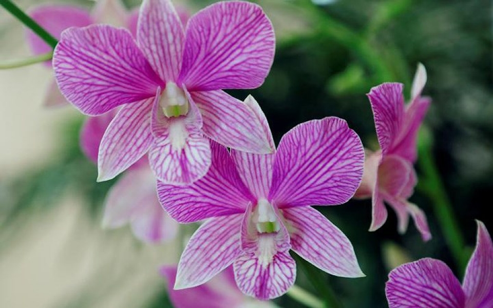 bo suu tap hoa lan mang ten cac lanh dao the gioi cua singapore