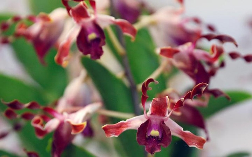 bo suu tap hoa lan mang ten cac lanh dao the gioi cua singapore