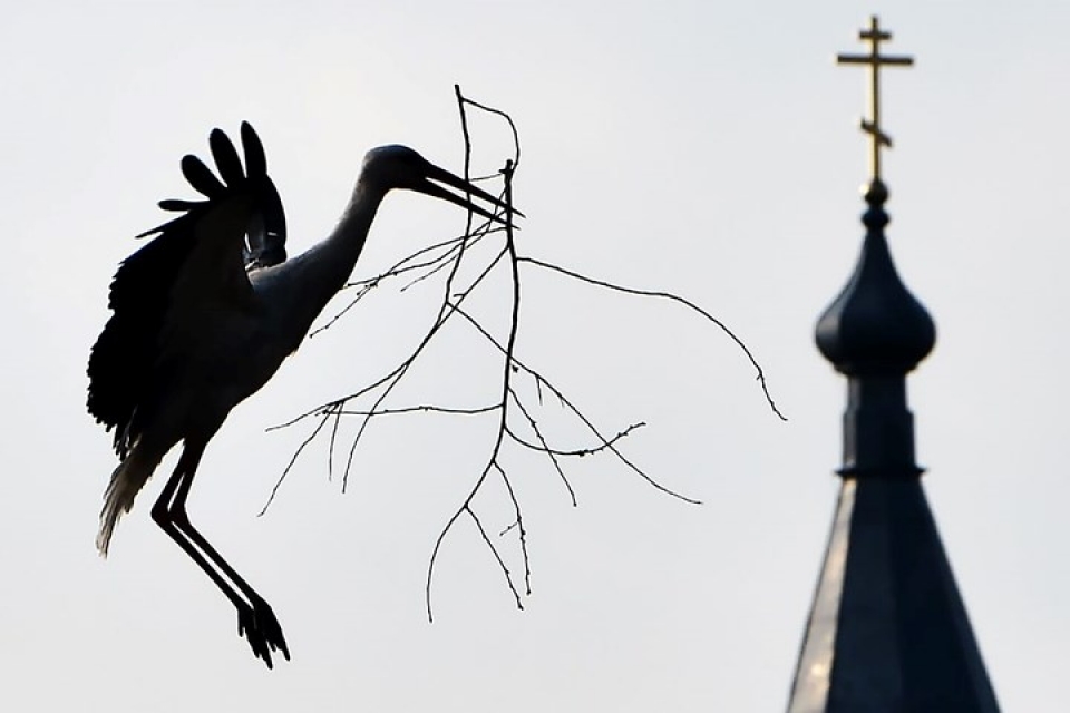 Những bức ảnh động vật đẹp mê hoặc nhung buc anh dong vat dep me hoac nhu tranh ve tren toan cau