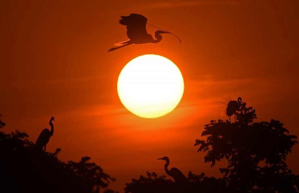 Những bức ảnh động vật đẹp mê hoặc nhung buc anh dong vat dep me hoac nhu tranh ve tren toan cau