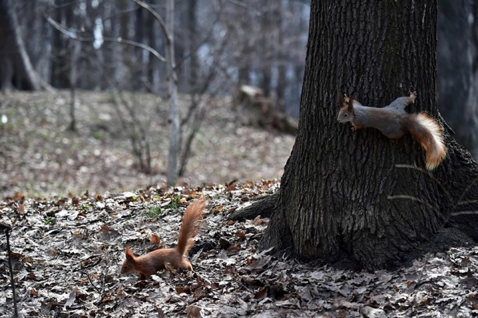 Những bức ảnh động vật đẹp mê hoặc nhung buc anh dong vat dep me hoac nhu tranh ve tren toan cau