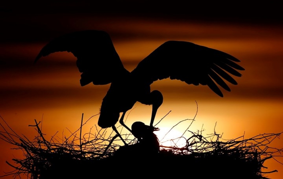 Những bức ảnh động vật đẹp mê hoặc nhung buc anh dong vat dep me hoac nhu tranh ve tren toan cau