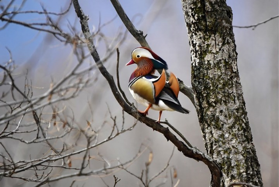 Những bức ảnh động vật đẹp mê hoặc nhung buc anh dong vat dep me hoac nhu tranh ve tren toan cau