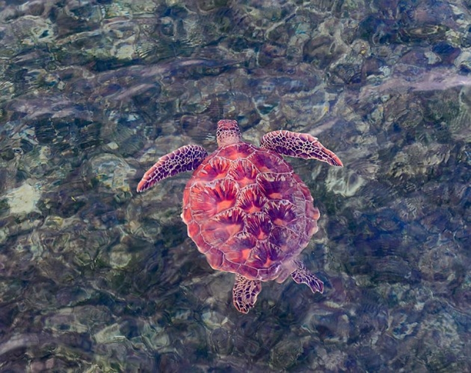 Những bức ảnh động vật đẹp mê hoặc nhung buc anh dong vat dep me hoac nhu tranh ve tren toan cau